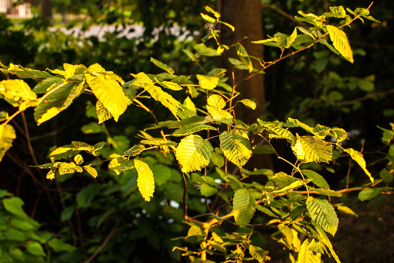 foliage autumn evening free photo