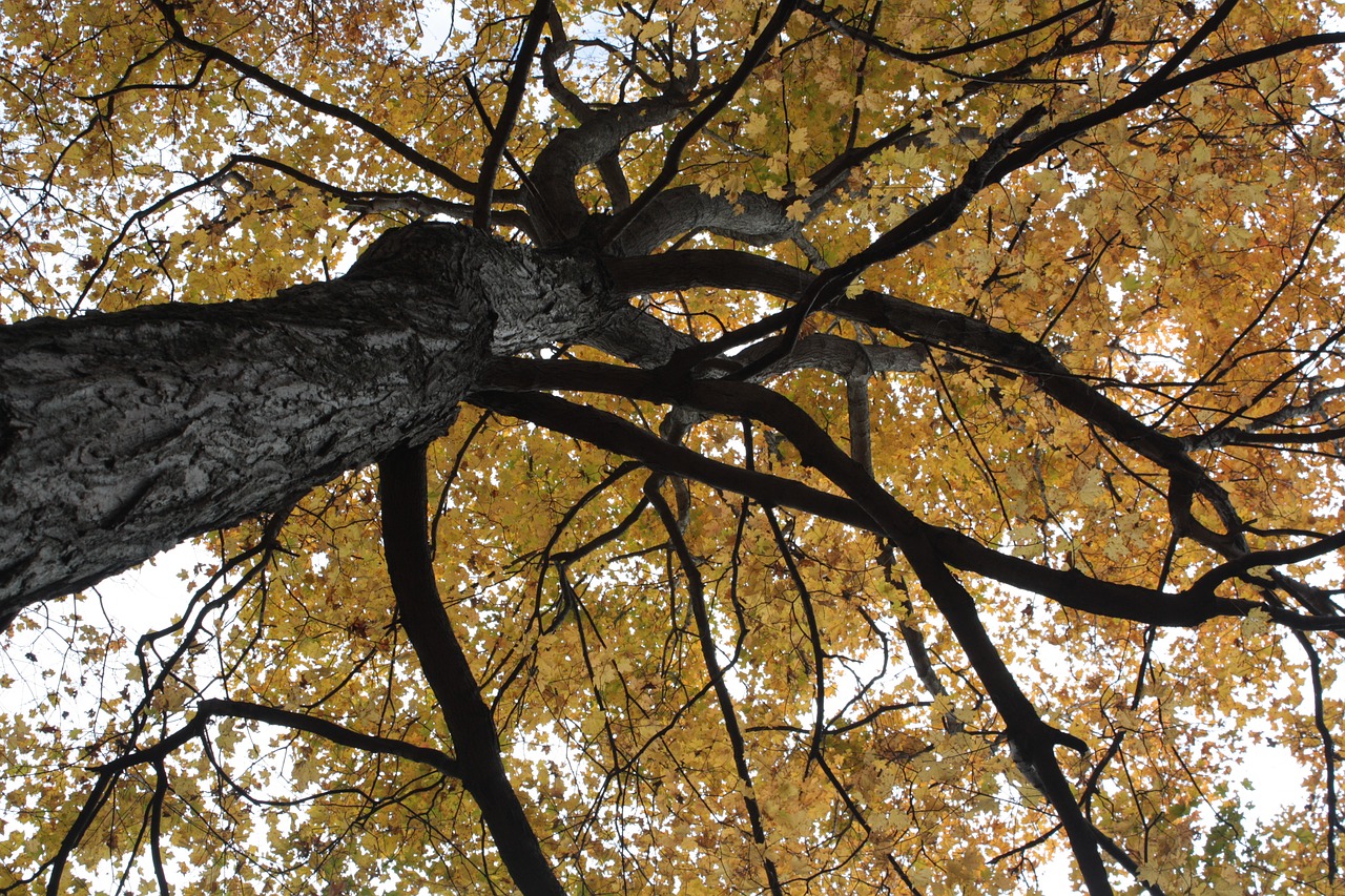 foliage orange autumn free photo