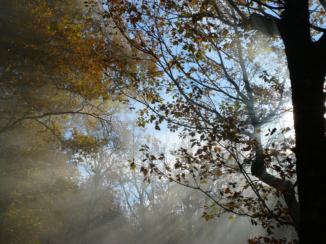 foliage branches sun free photo