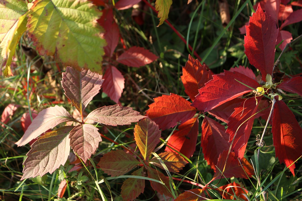 foliage autumn nature free photo