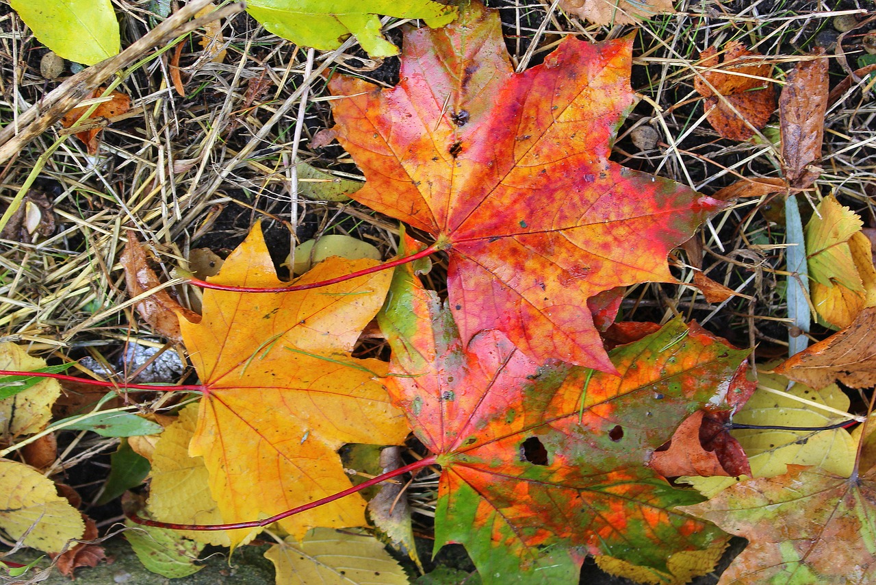 foliage colorful leaves autumn leaves free photo