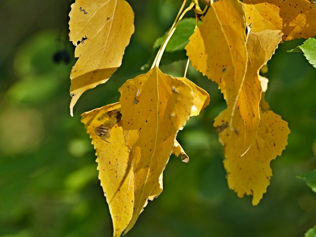 foliage yellow indian free photo