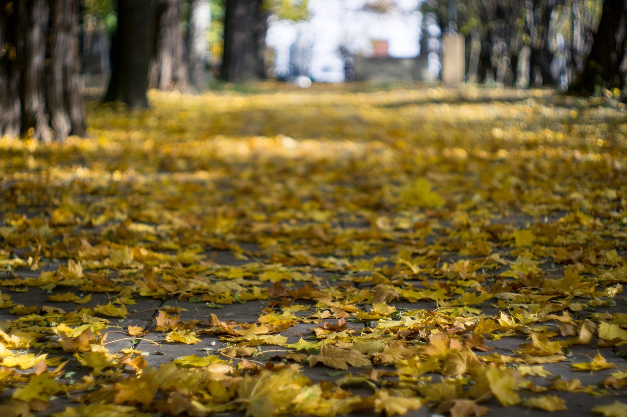 foliage leaf colorful free photo