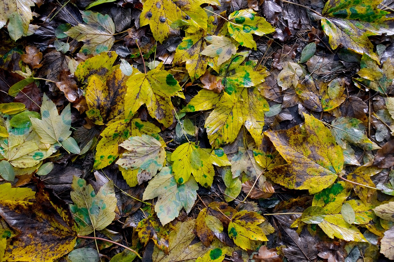 foliage autumn clone free photo