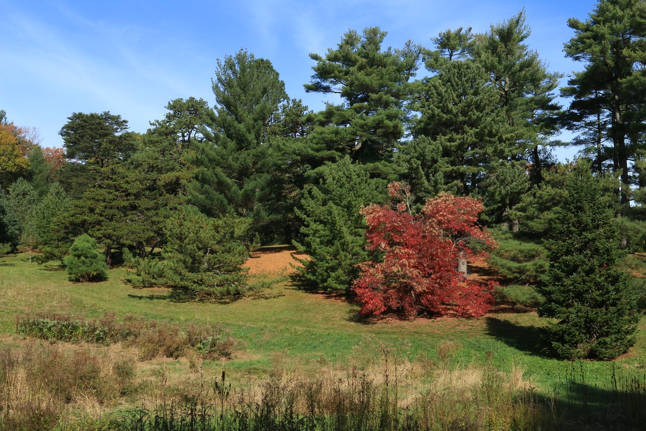 foliage nature park free photo