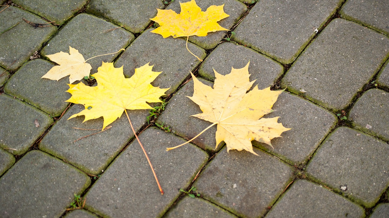 foliage yellow autumn free photo