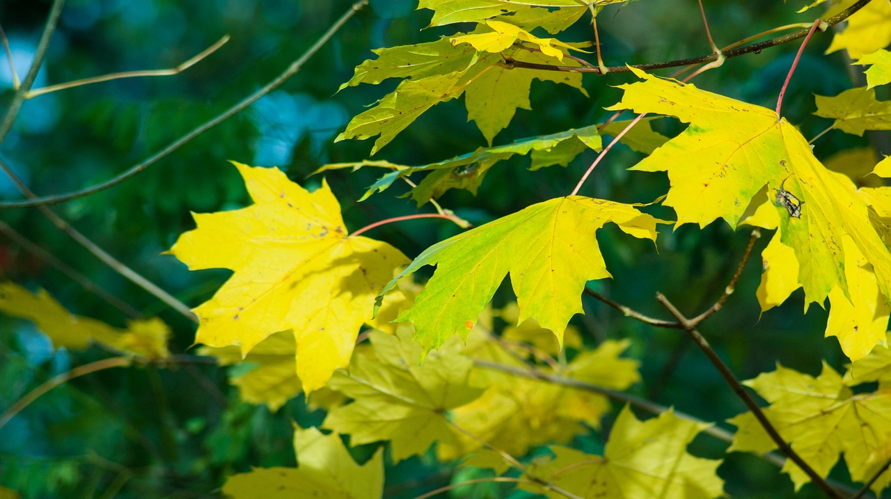 foliage autumn yellow leaves free photo