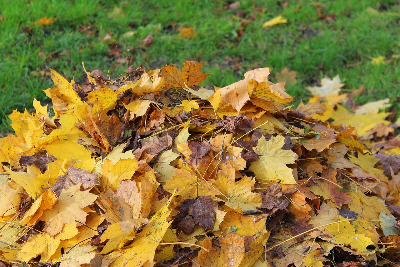 foliage heap autumn chores free photo