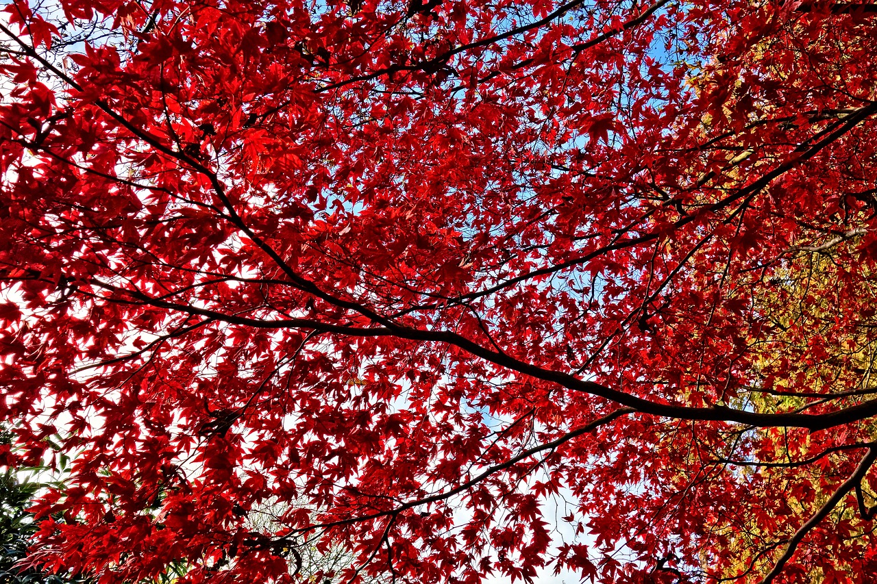 foliage leaves autumn leaves free photo