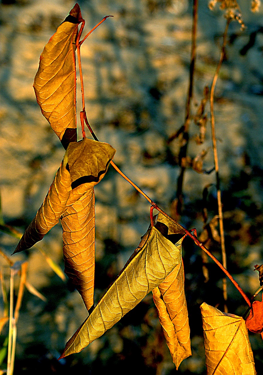 foliage dry leaves autumn free photo
