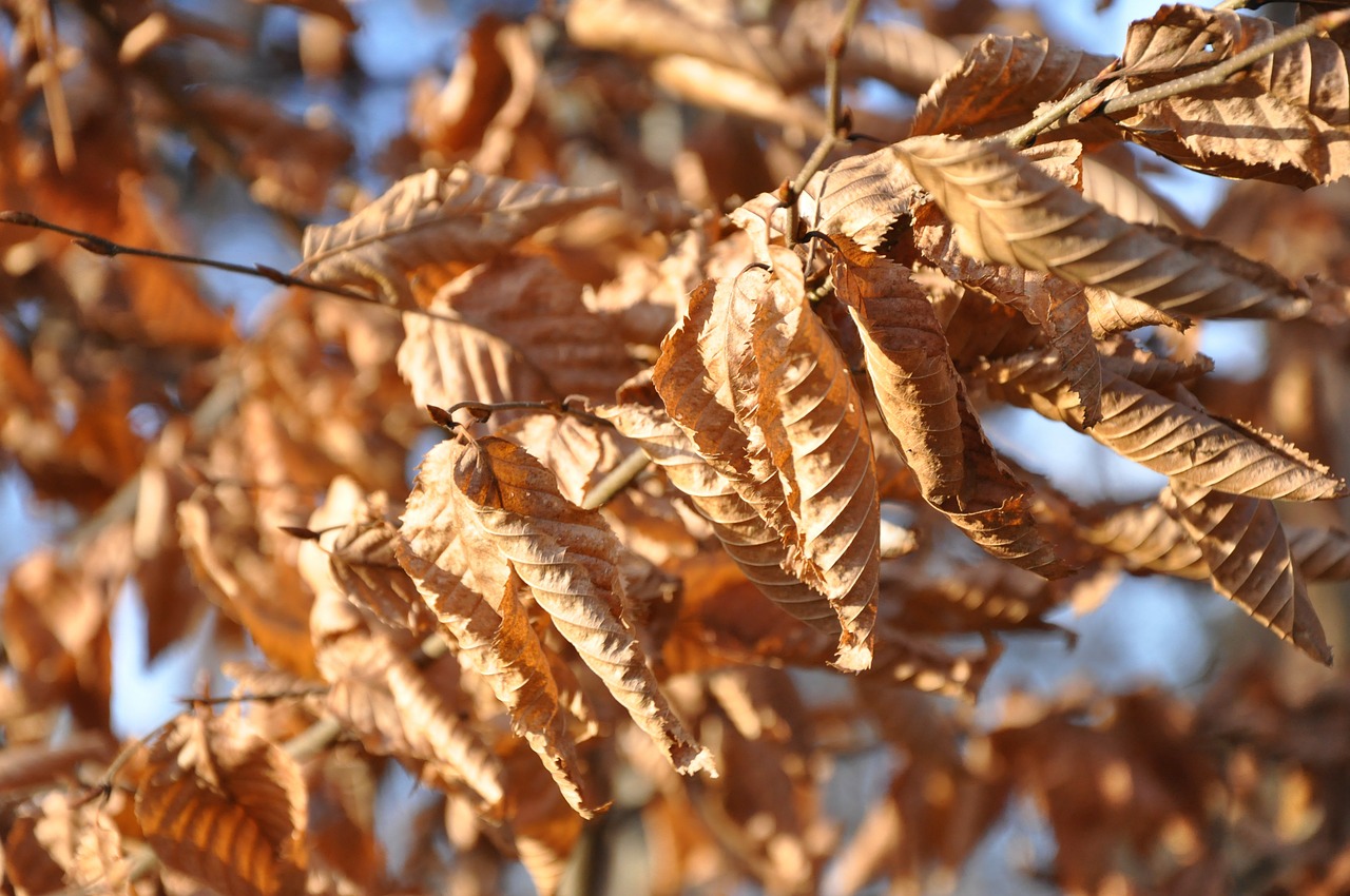 foliage dry leaves autumn free photo