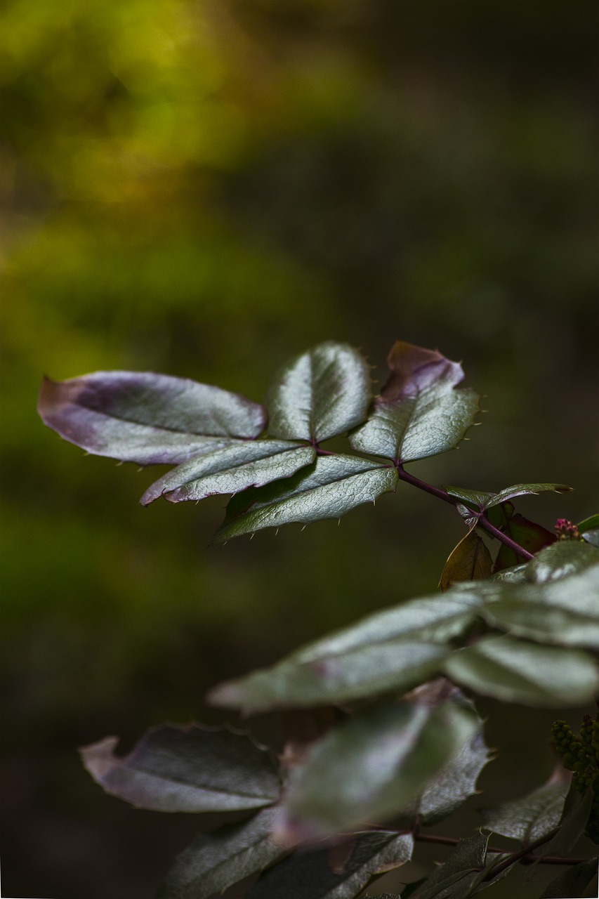 foliage  branch  picnic free photo