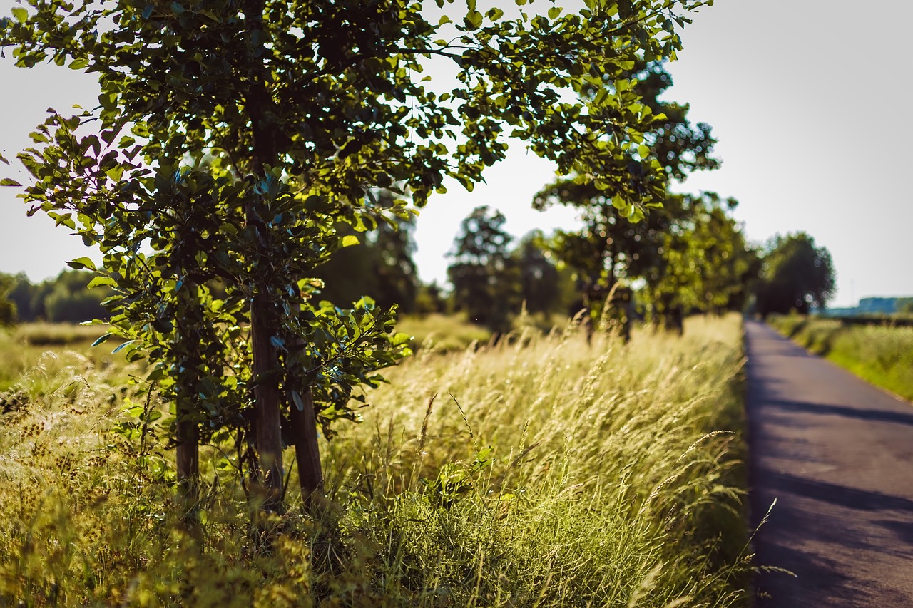 foliage  road  golden free photo