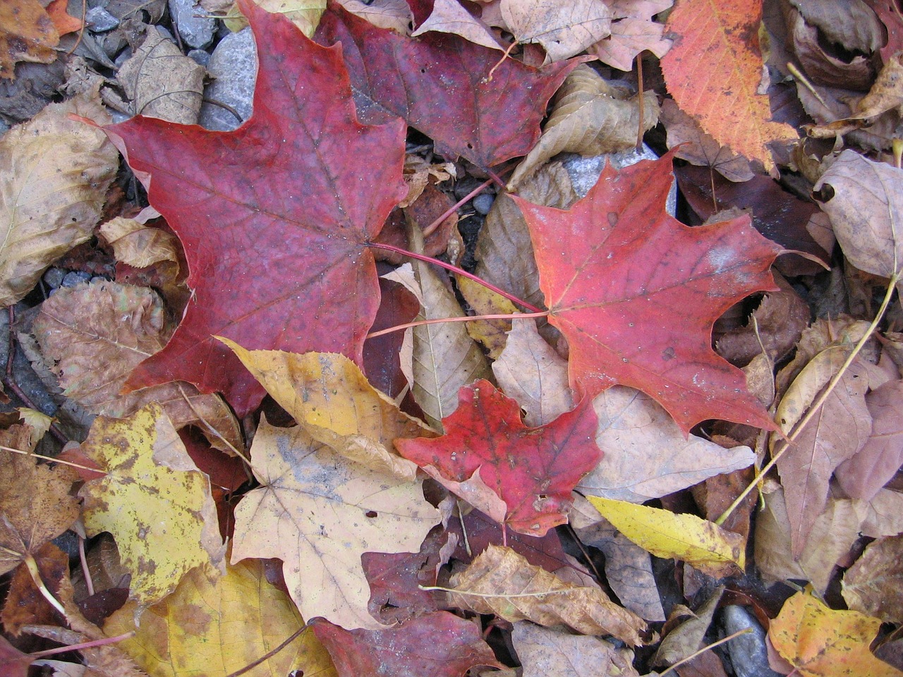 foliage dry leaves free photo