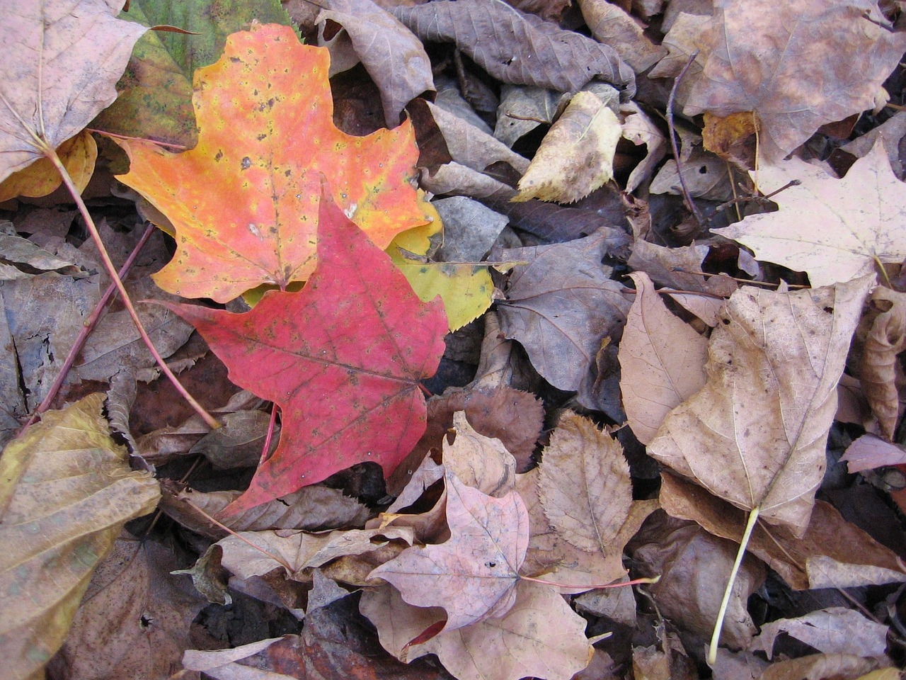 foliage dry leaves free photo