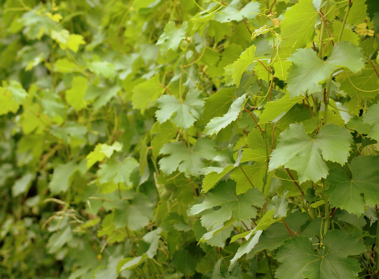 foliage  grapes  creeper free photo