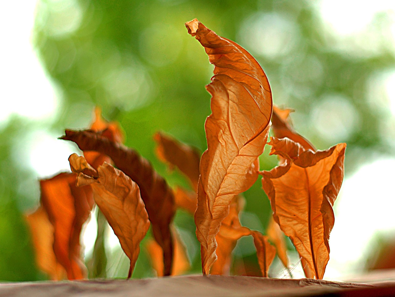 foliage  decorative  dry leaves free photo