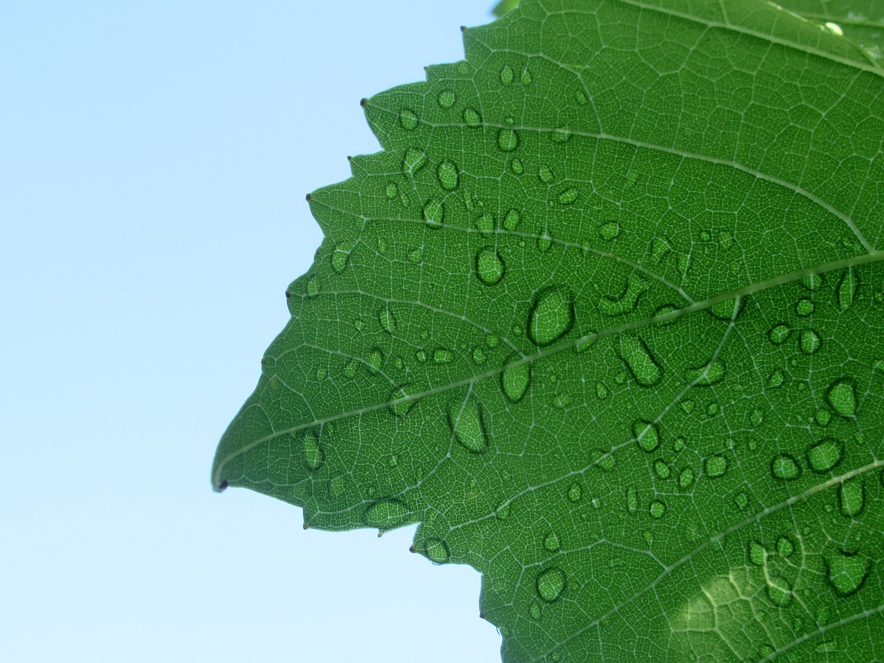 foliage  grape  rain free photo