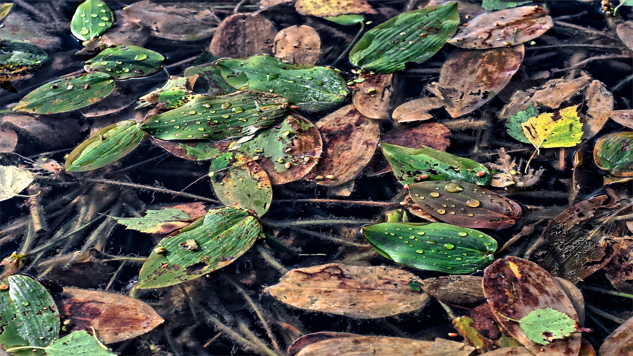 foliage  lake  nature free photo