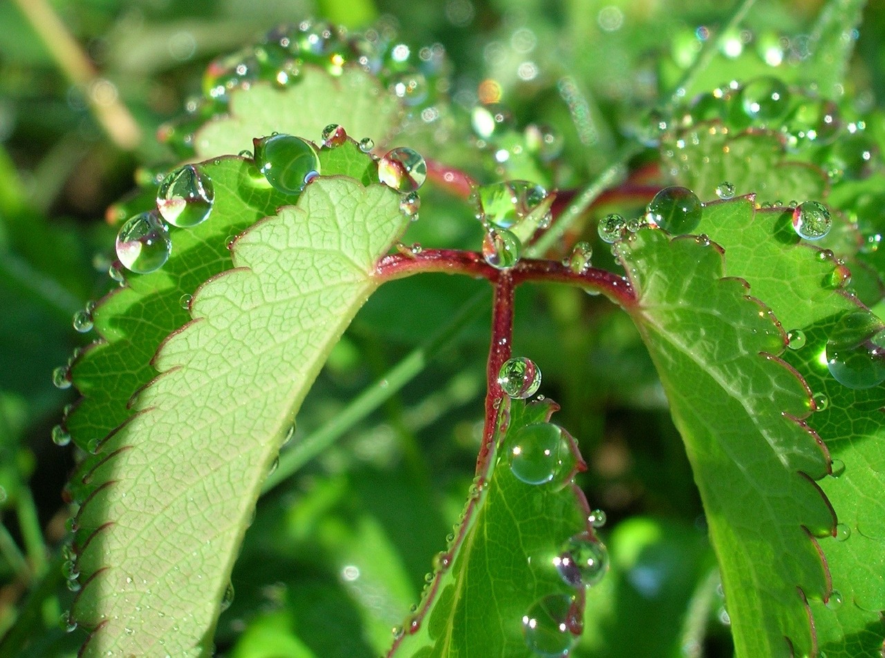 foliage drop nature free photo