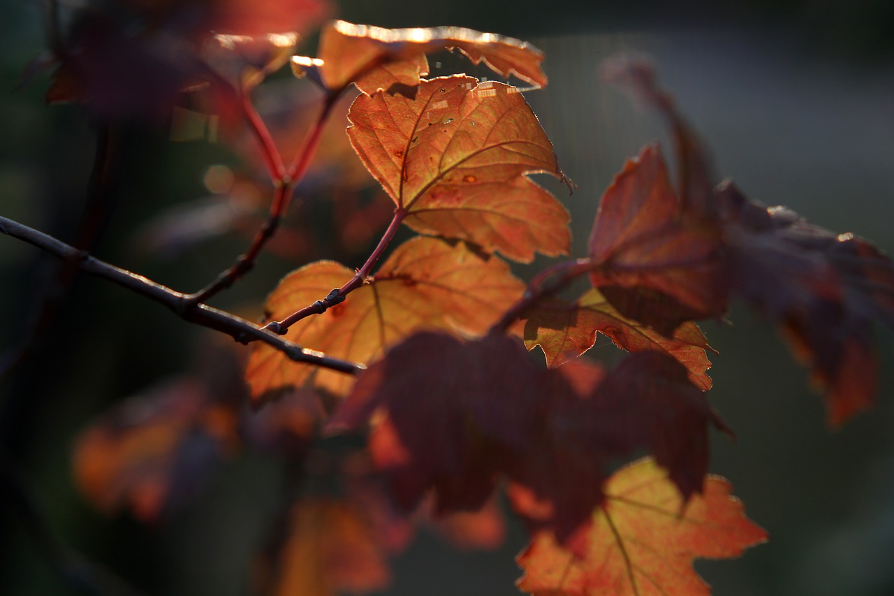 foliage  autumn  the sun free photo