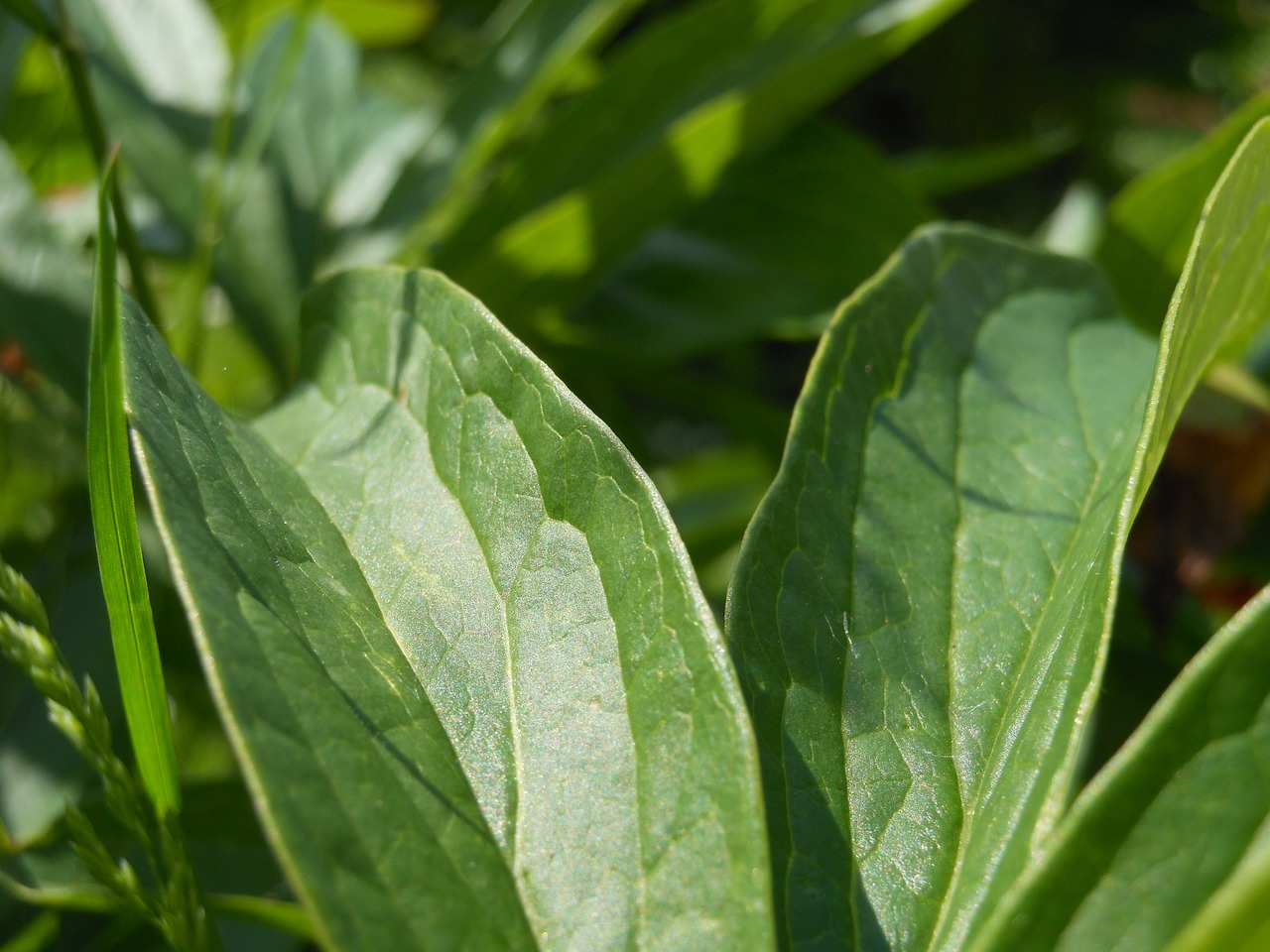 foliage green plant free photo