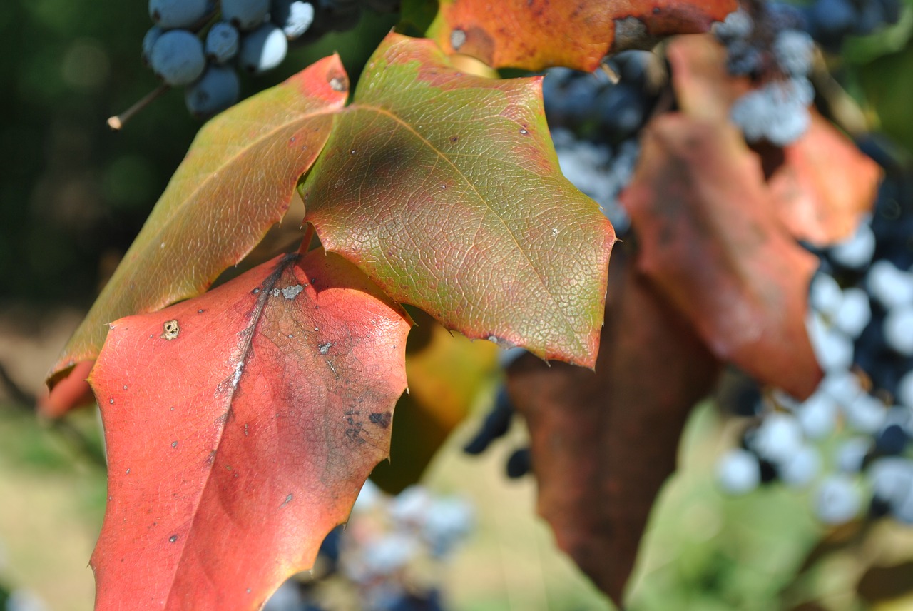 foliage  autumn  nature free photo