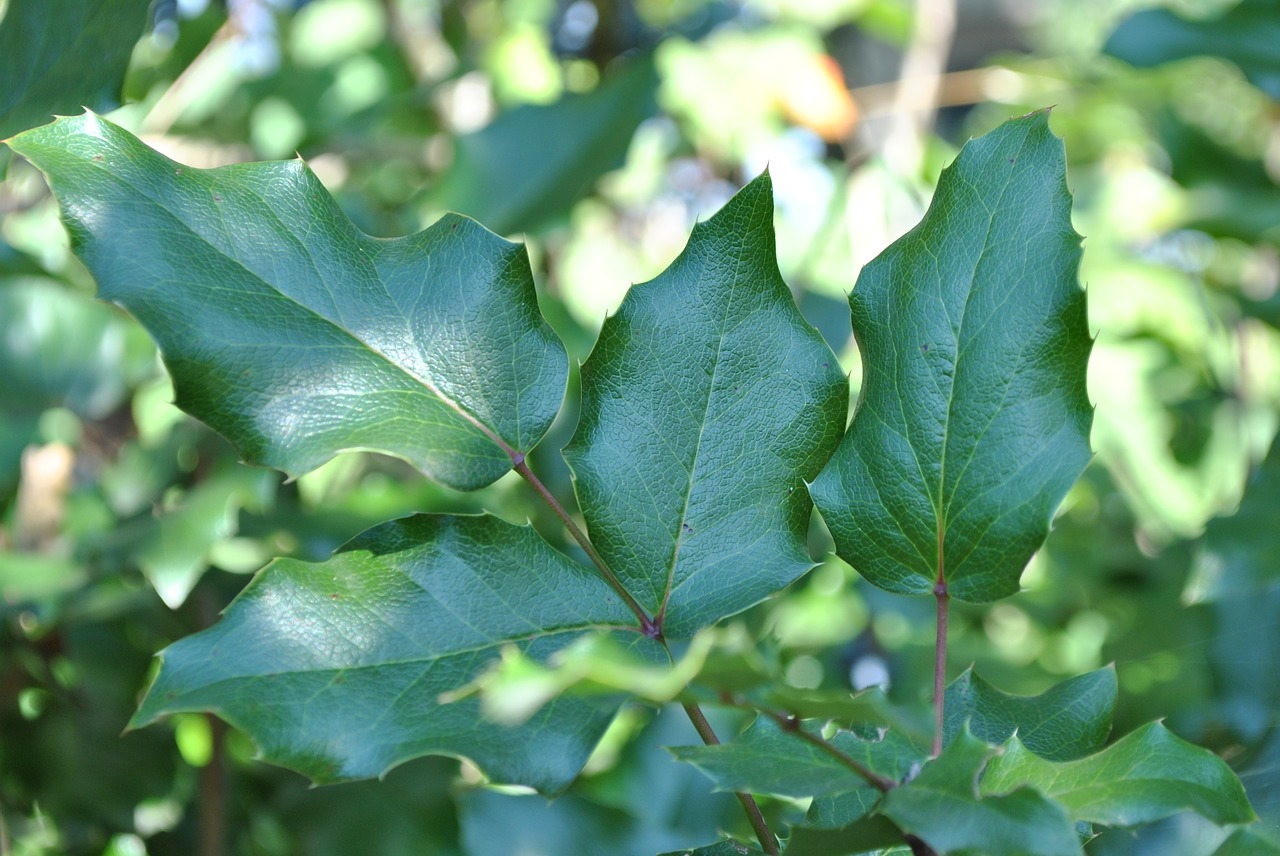 foliage  bush  garden free photo