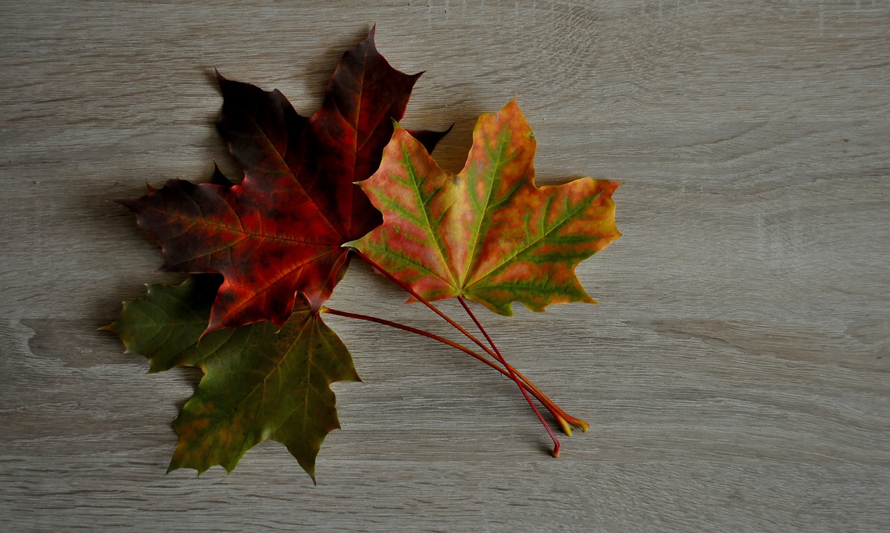 foliage  clone  autumn free photo