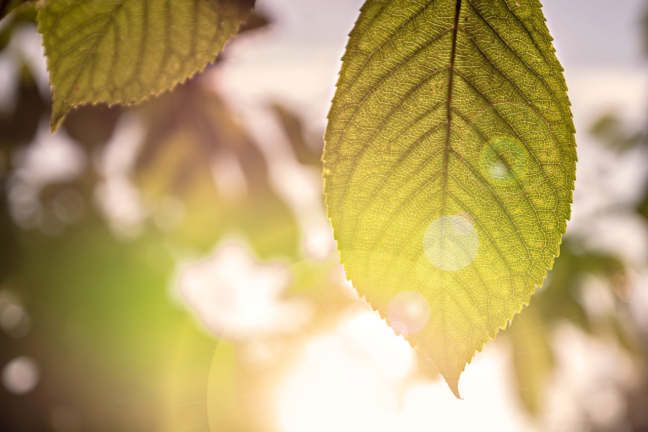 foliage  nature  wood free photo