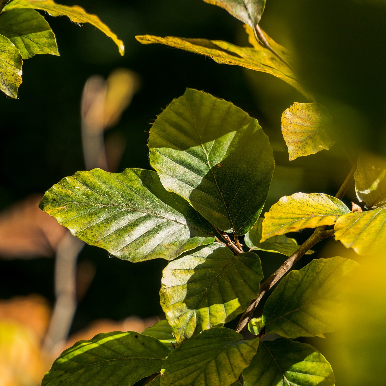 foliage  nature  autumn free photo