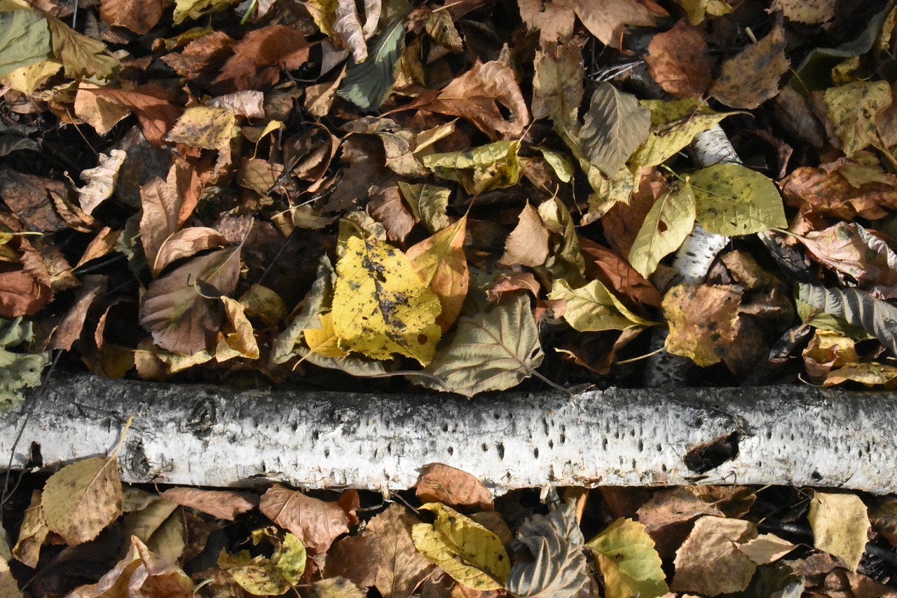 foliage  leaves  fallen free photo