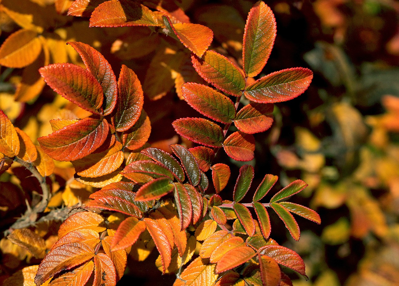 foliage  leaves  zeschłe list free photo