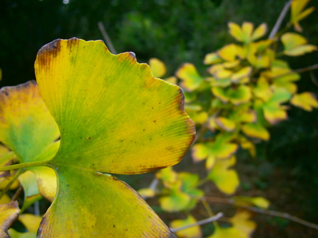 foliage green leaves yellow free photo