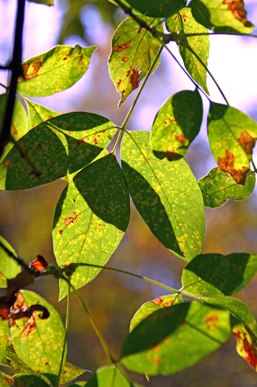 foliage  sunshine  shadow free photo