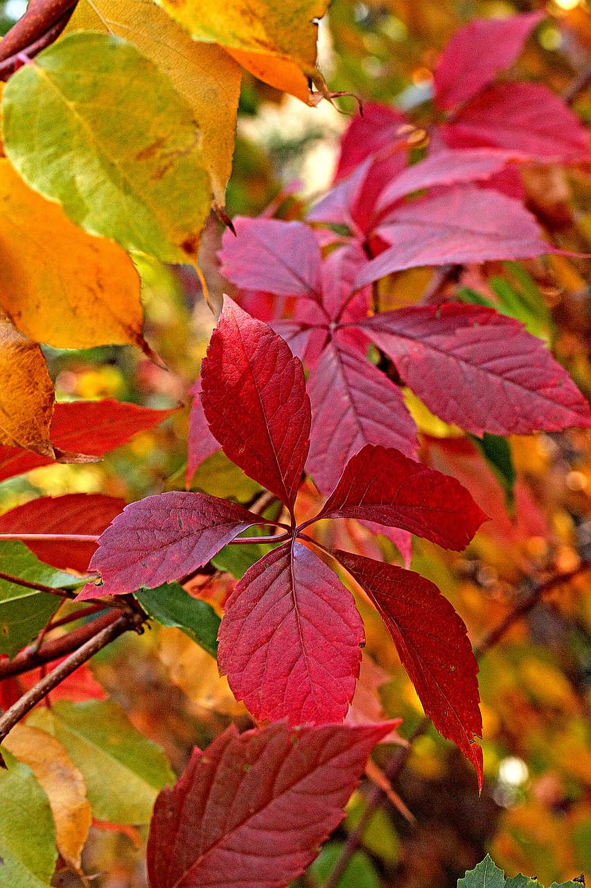 foliage  autumn  autumn colors free photo