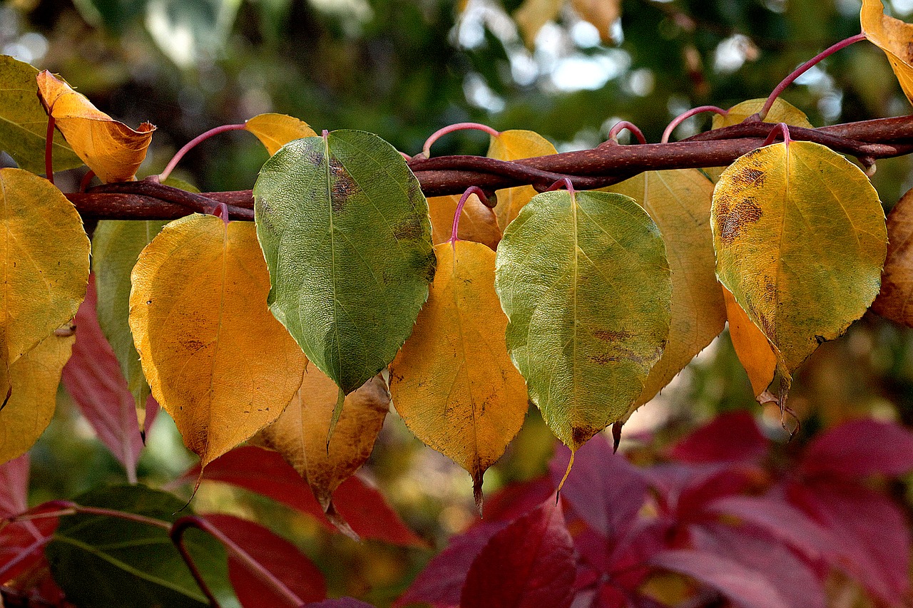 foliage  autumn  autumn colors free photo