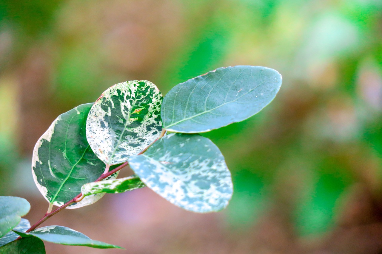 foliage  plant  close-up free photo