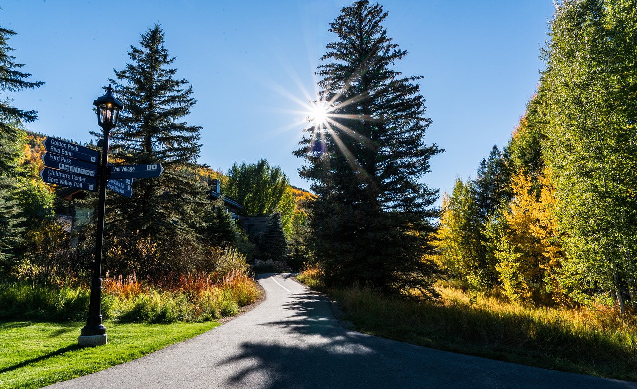 foliage  vail  colorado free photo