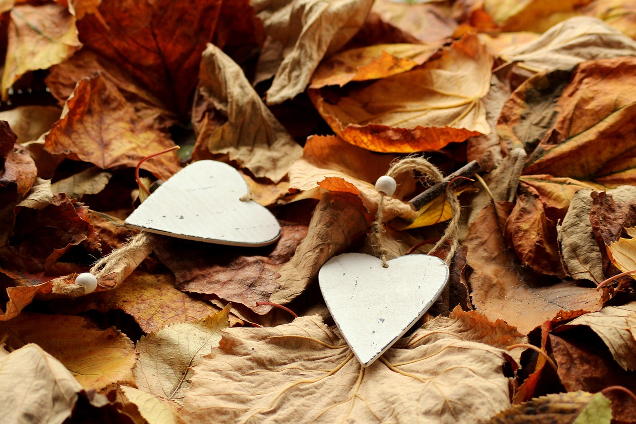 foliage  autumn  heart free photo