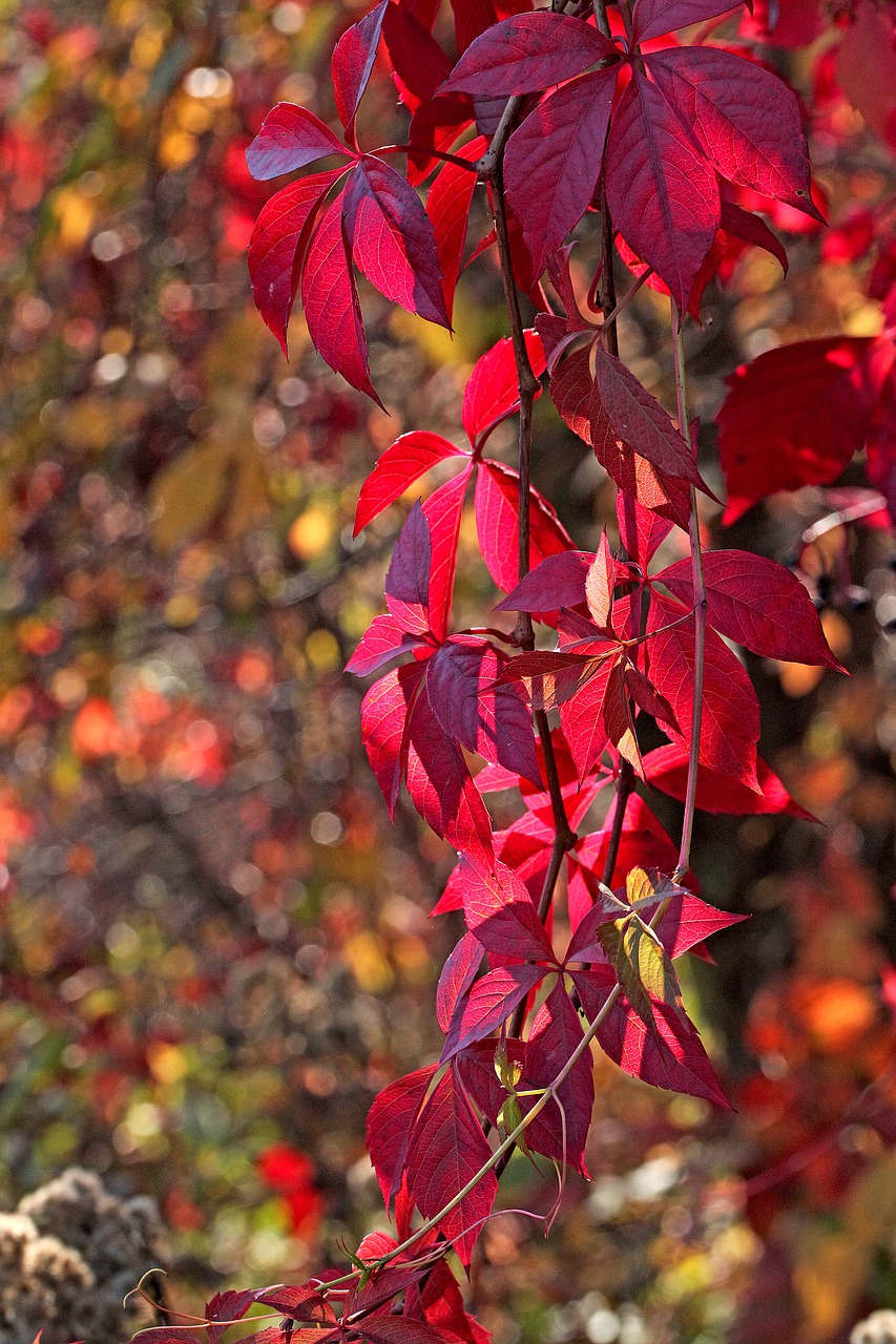 foliage  autumn  seasons of the year free photo