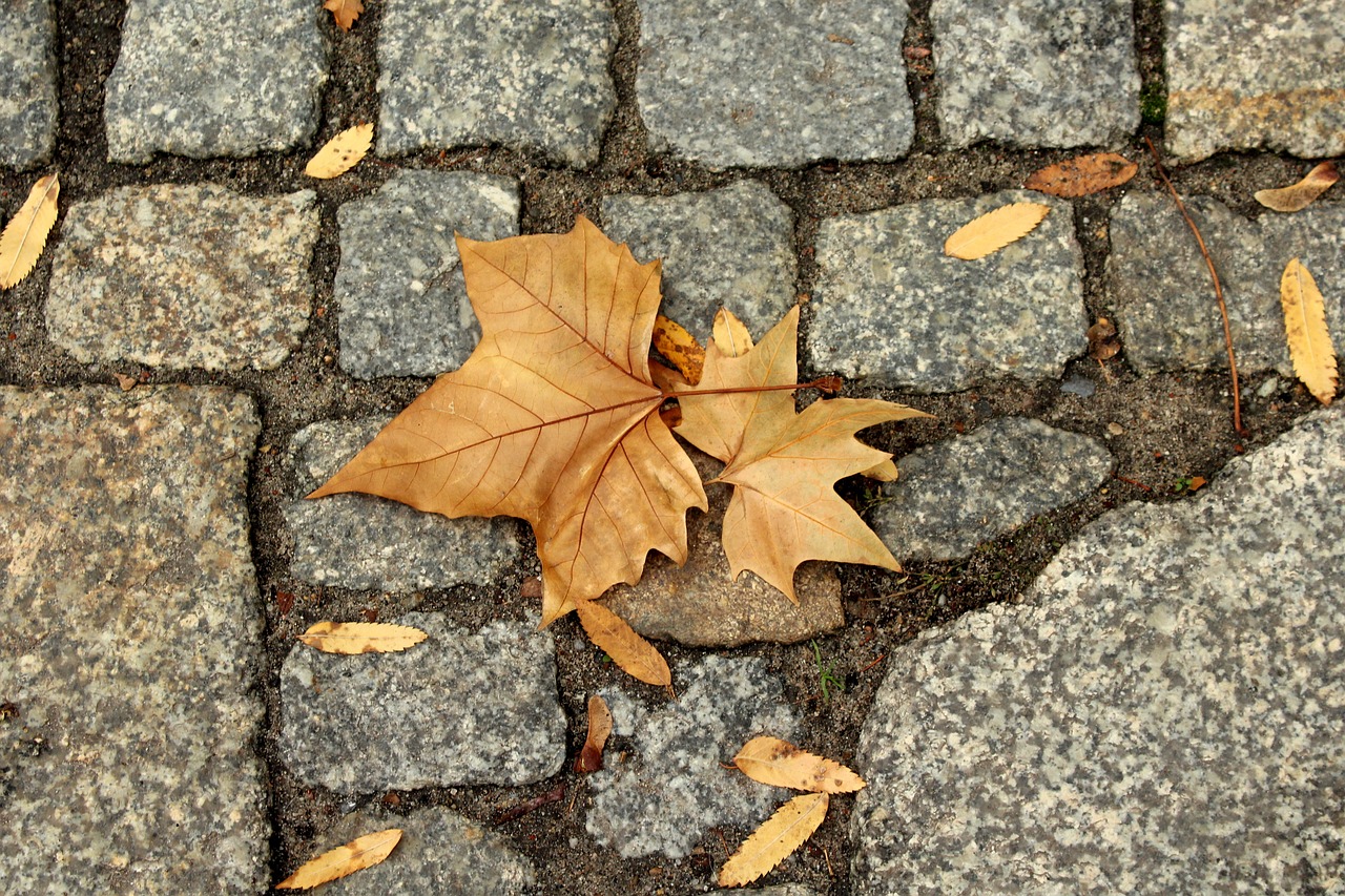 foliage  autumn  figure free photo