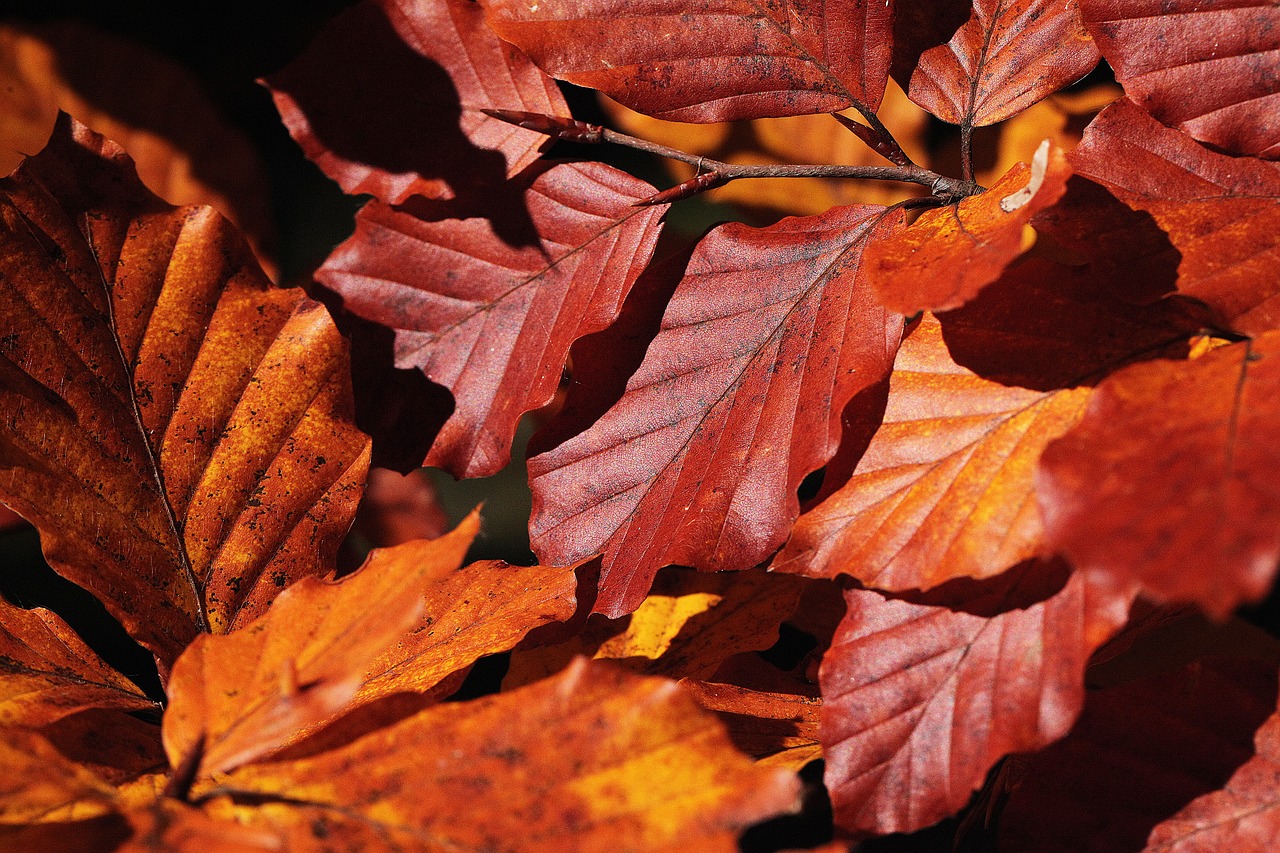 foliage  zeschłe list  leaves free photo