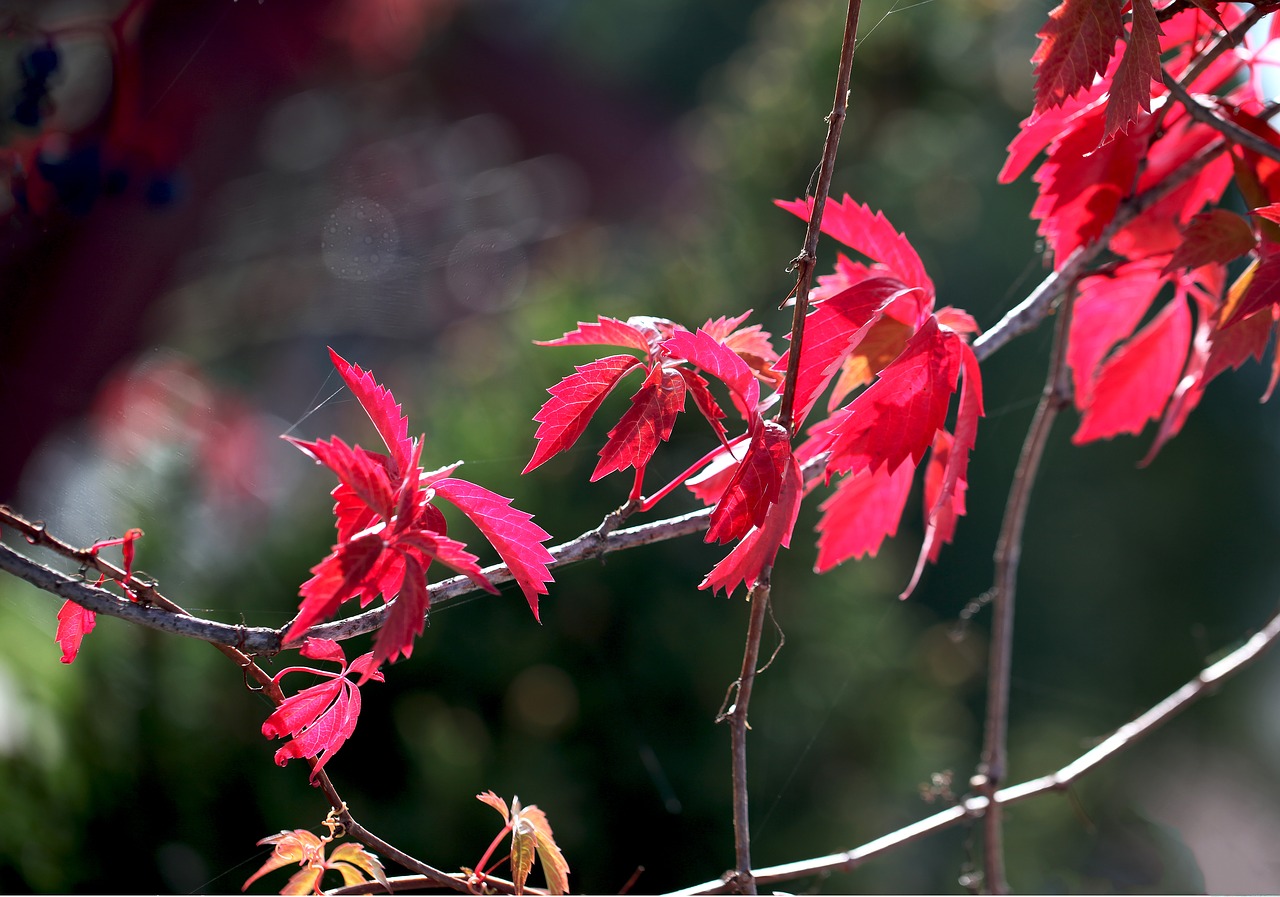 foliage  flora  summer free photo