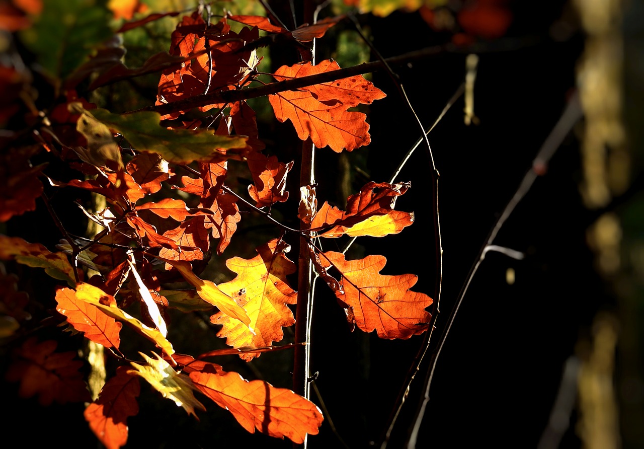 foliage  nature  forest free photo