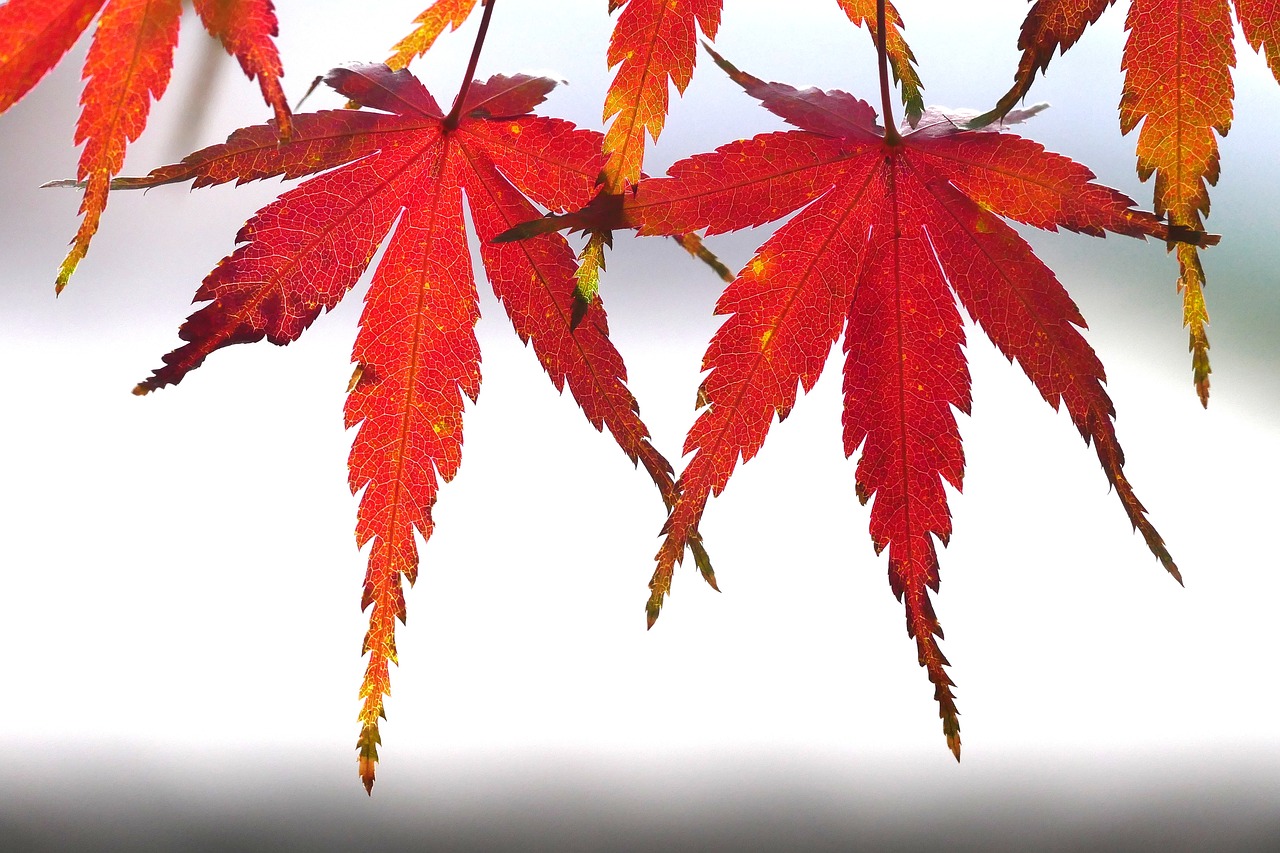 foliage  autumn color  kyoto free photo