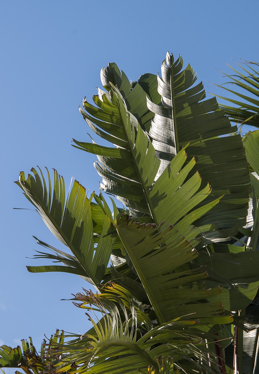 foliage  leaves  green free photo