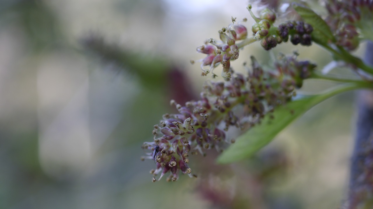 foliage  garden  plant free photo