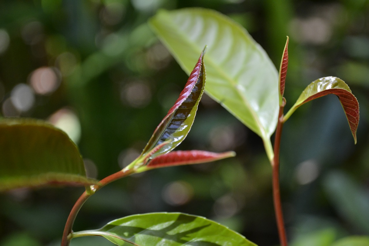 foliage  red  autumn free photo