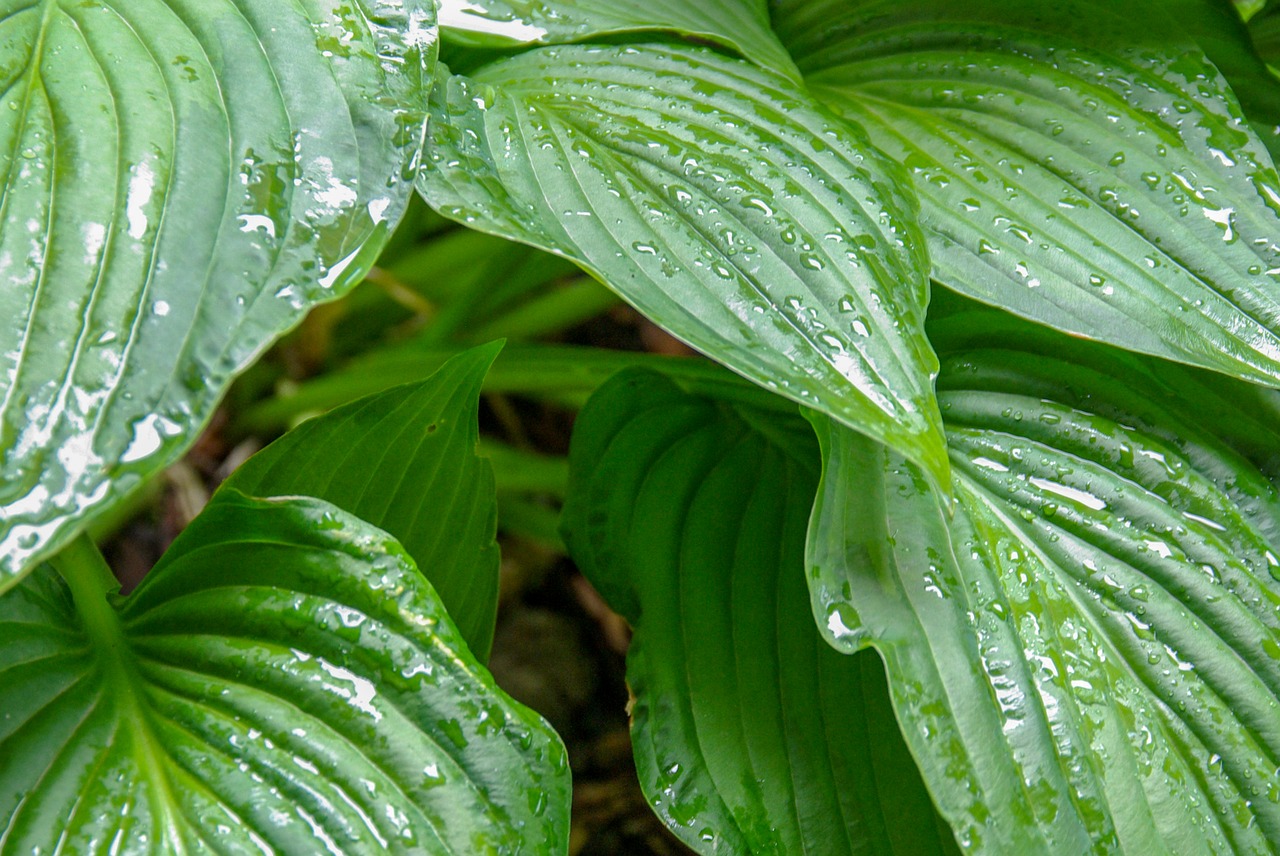 foliage  plant  rain free photo